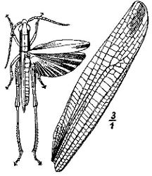 Amesotropis