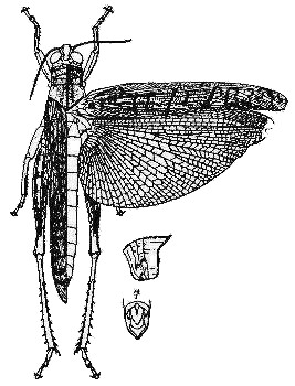 Bryophyma tectifera