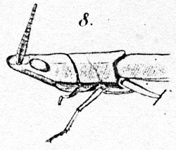 dessin B. tryxalicerus