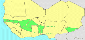 carte C. asthmaticus