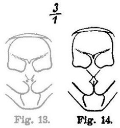 fig. 14 prosternum C. asthmaticus