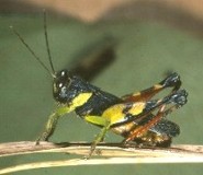 Mle E. basidens