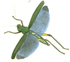 Gryllus Locusta coeruleus Drury 1773