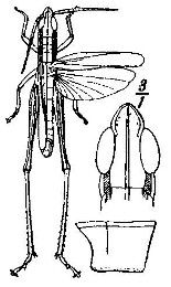 O. brachycnemis