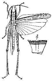 O. nigricornis