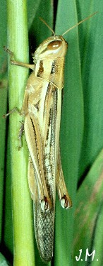 Austracris femelle