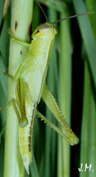 Austracris juv. vert