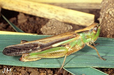 Ailopus femelle vert-brun