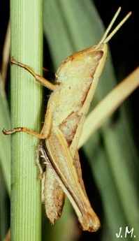 Calodenula juv. fem. brune