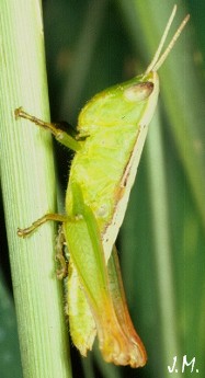 Calodenula juv. fem. verte