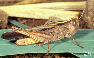 Heteropternis femelle